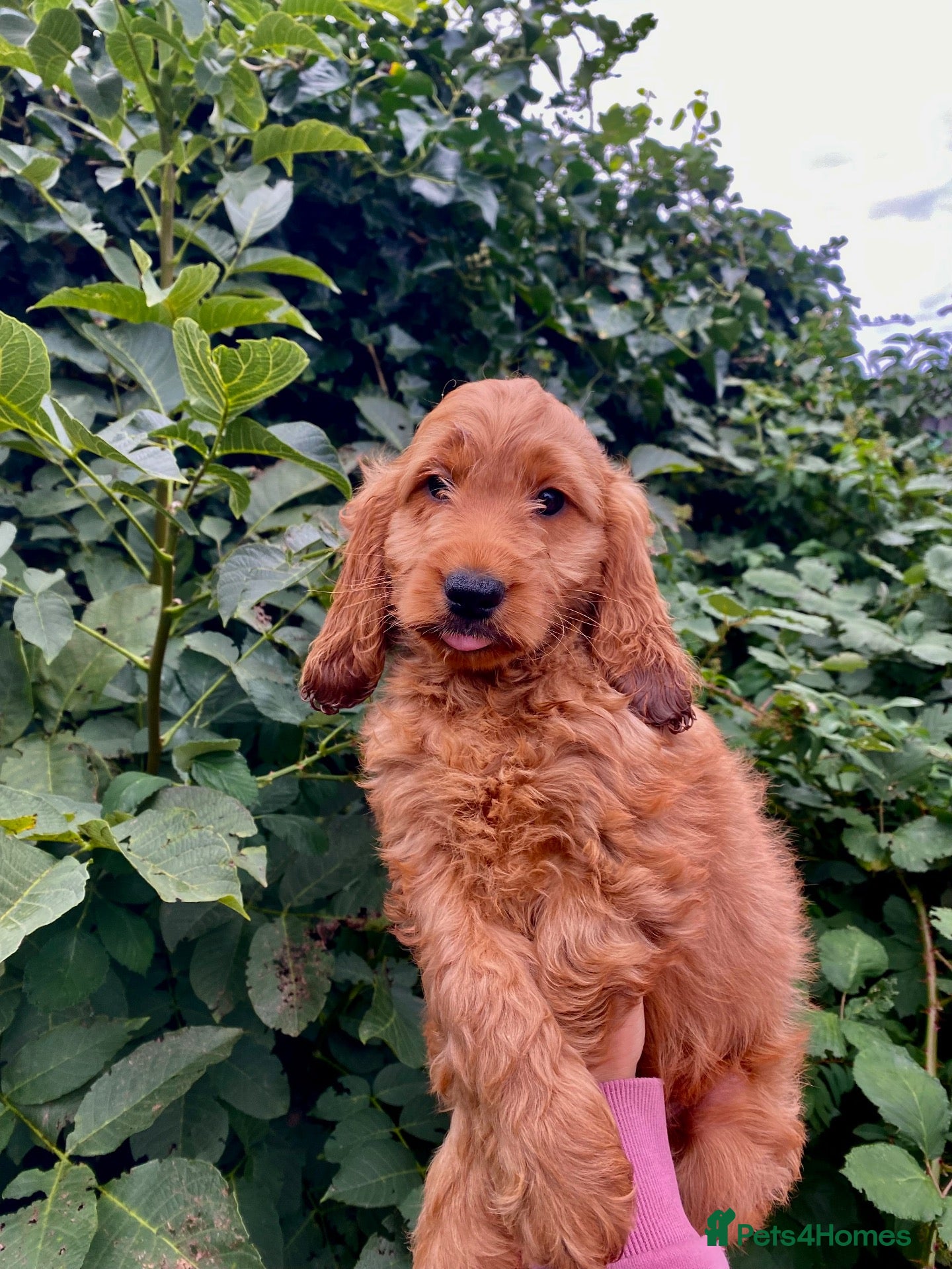 Cockapoo dogs F1 Cockapoos READY TO LEAVE NOW  - Advert 1