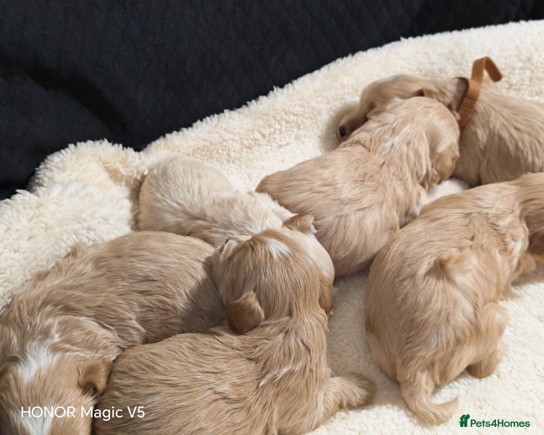 Maltipoo dogs for sale: Miniature Maltipoo Ready to leave soon - Advert 7