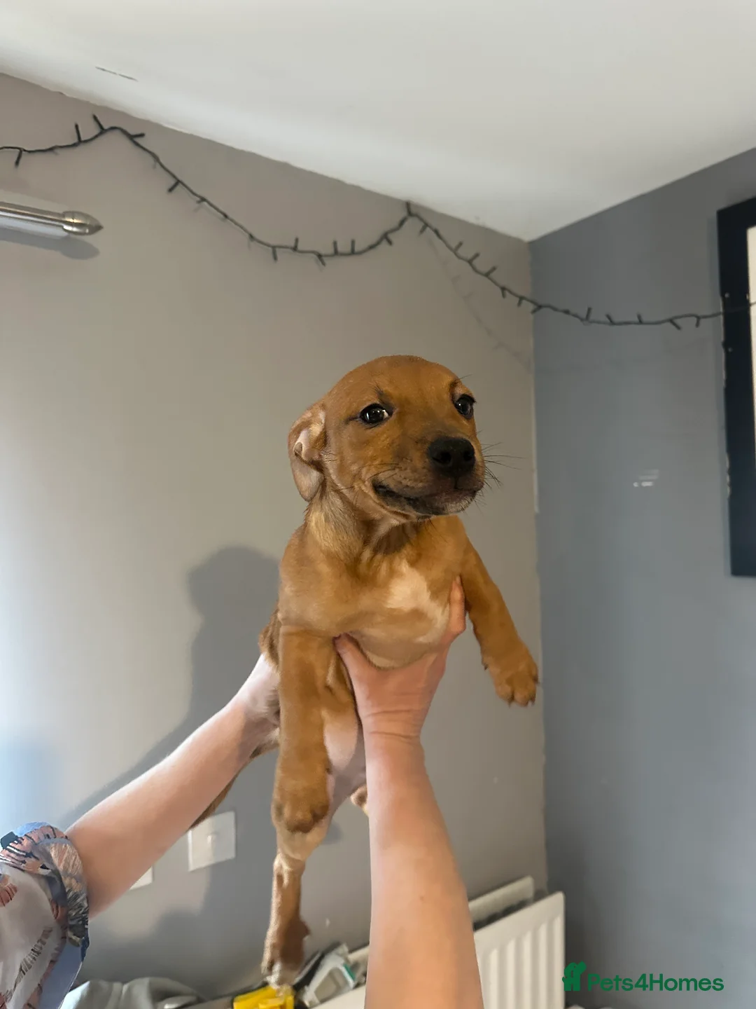 Mixed Breed dogs for sale: Mum stuffy x Dad chuwahwah x - Advert 5