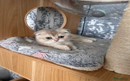 Scottish Fold cats for sale: Pedigree Scottish Fold kittens - Image 1