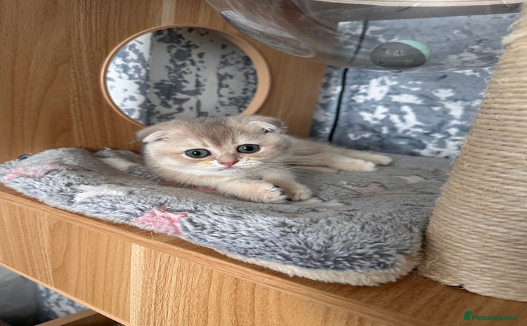 Scottish Fold cats - Advert 6