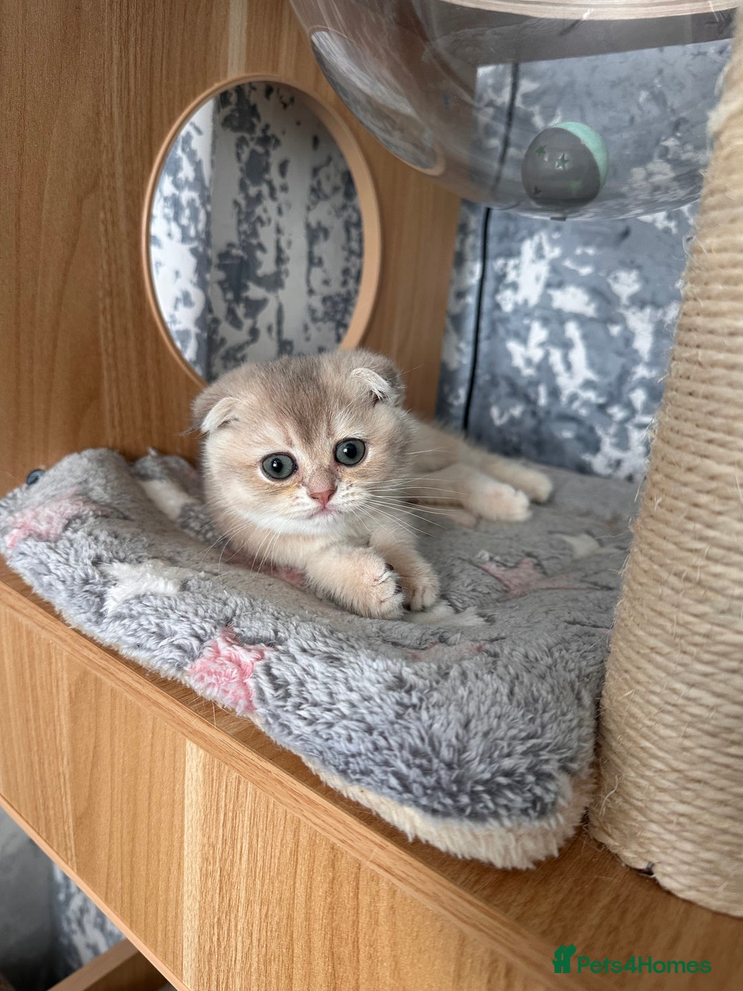 Scottish Fold cats for sale: Pedigree Scottish Fold kittens - Image 1