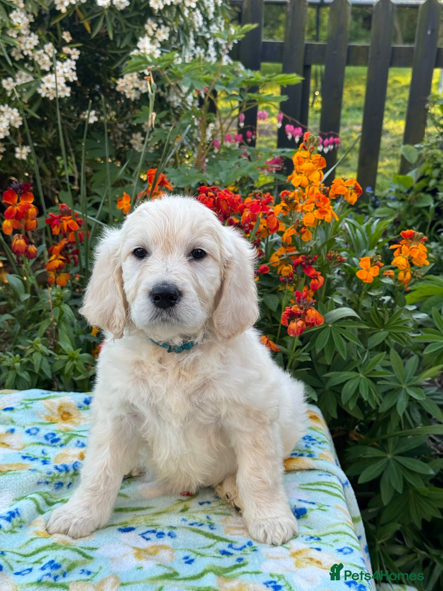 Goldendoodle dogs for sale: 1 boy left teddy bear like mini Goldendoodles  - Advert 2