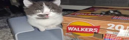 Munchkin cats for sale: Munchkin kittens - Advert 26