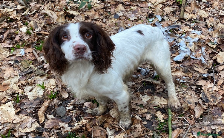 English Springer Spaniel dogs - Advert 4