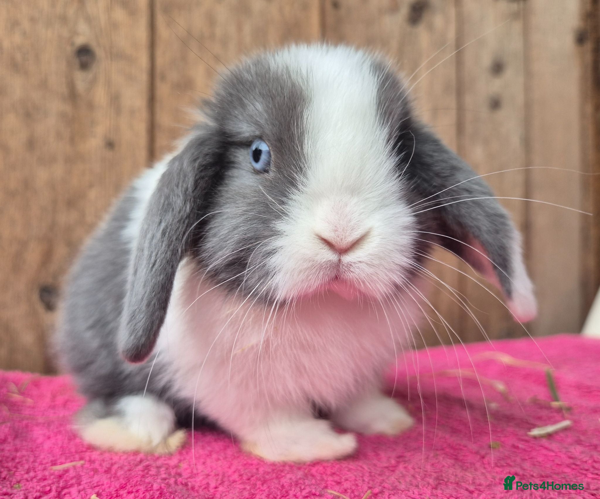 Mini Lop rabbits Baby Mini lop 1 boy  1 girl left  - Advert 14