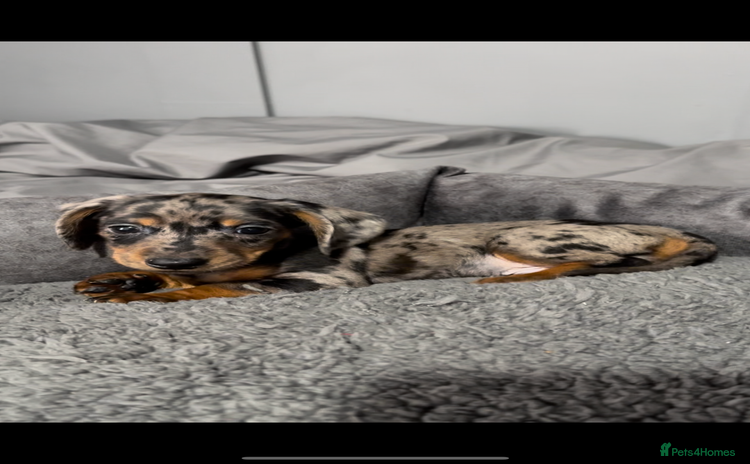 Dachshund dogs - Advert 13