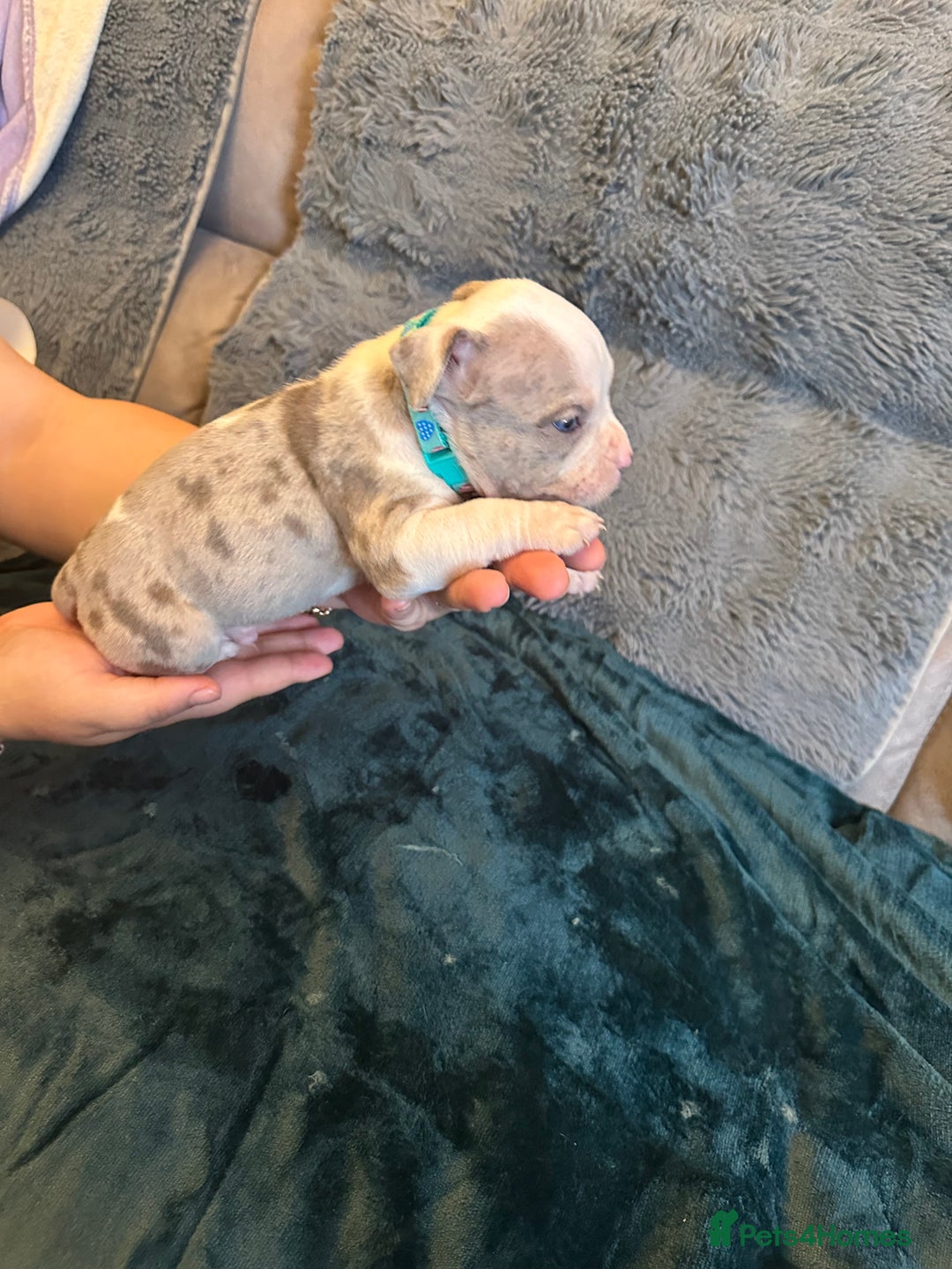 American Bully dogs for sale: 🐾 ABKC Registered Micro/Pocket Bully Puppies! 🐾 - Image 10