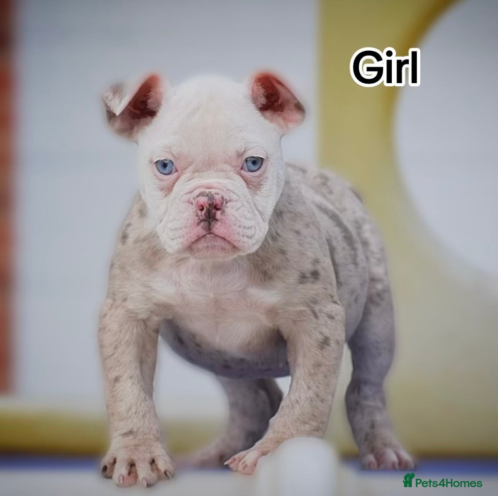 Olde English Bulldogge dogs 23❤️YEARS❤️5⭐️RATED❤️LICENSED❤️PROFESSIONALS❤️ - Advert 2