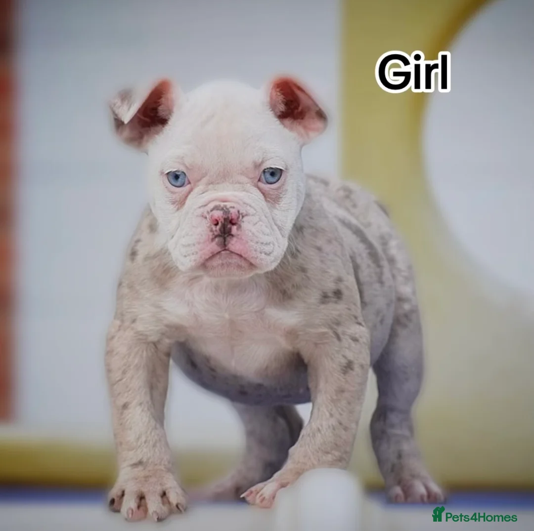 Olde English Bulldogge dogs for sale: 23❤️YEARS❤️5⭐️RATED❤️LICENSED❤️PROFESSIONALS❤️ - Advert 2