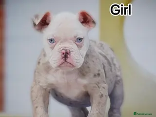 Olde English Bulldogge dogs 23❤️YEARS❤️5⭐️RATED❤️LICENSED❤️PROFESSIONALS❤️ - Advert 2