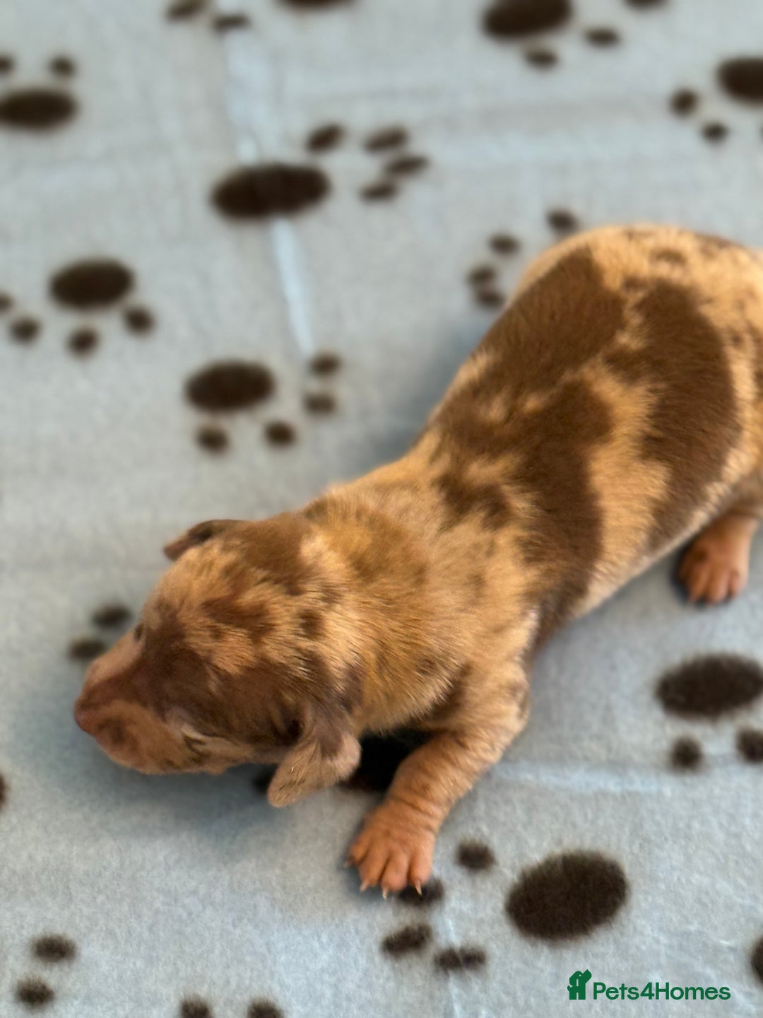 Miniature Dachshund dogs for sale: BEAUTIFUL KENNEL CLUB MINIATURE DACSHUND !! - Advert 7
