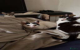 Mixed Breed cats for sale: Two female mixed kittens for sale - Advert 4