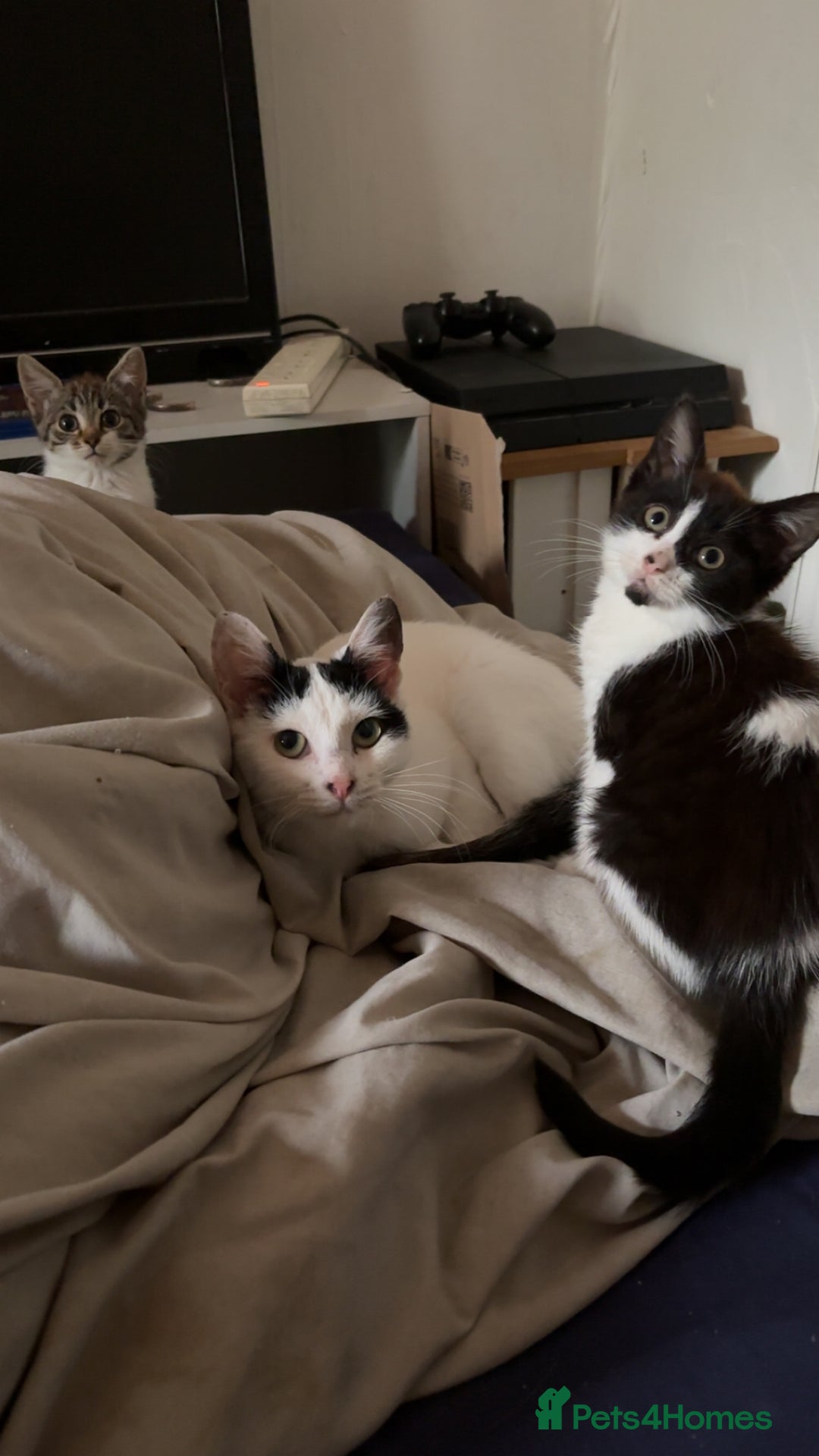 Mixed Breed cats for sale: Two female mixed kittens for sale - Advert 4