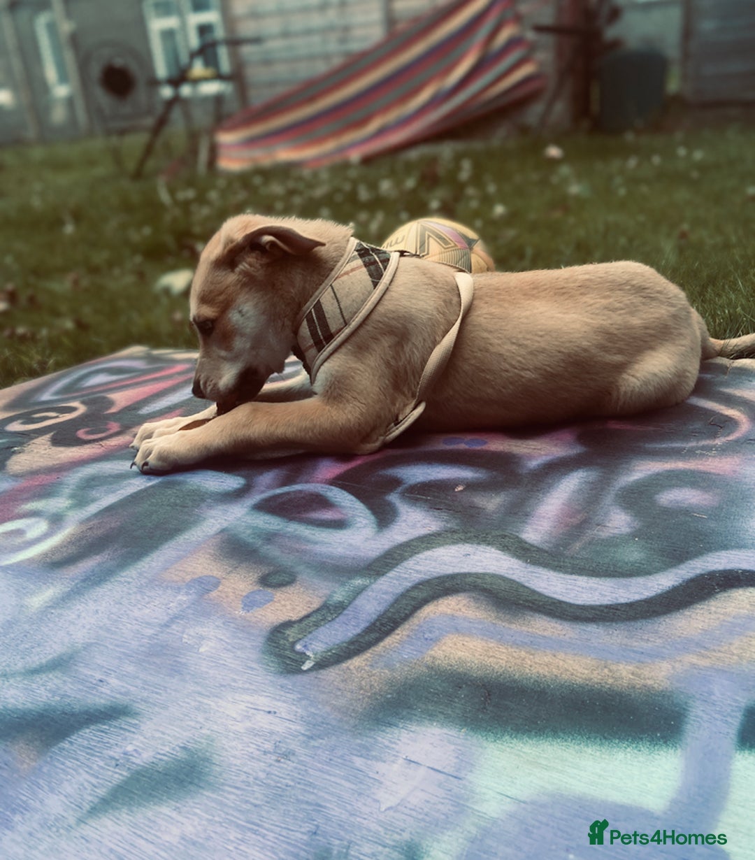 Mixed Breed dogs for sale: 2 y/o mastador/german shepherd  - Advert 14