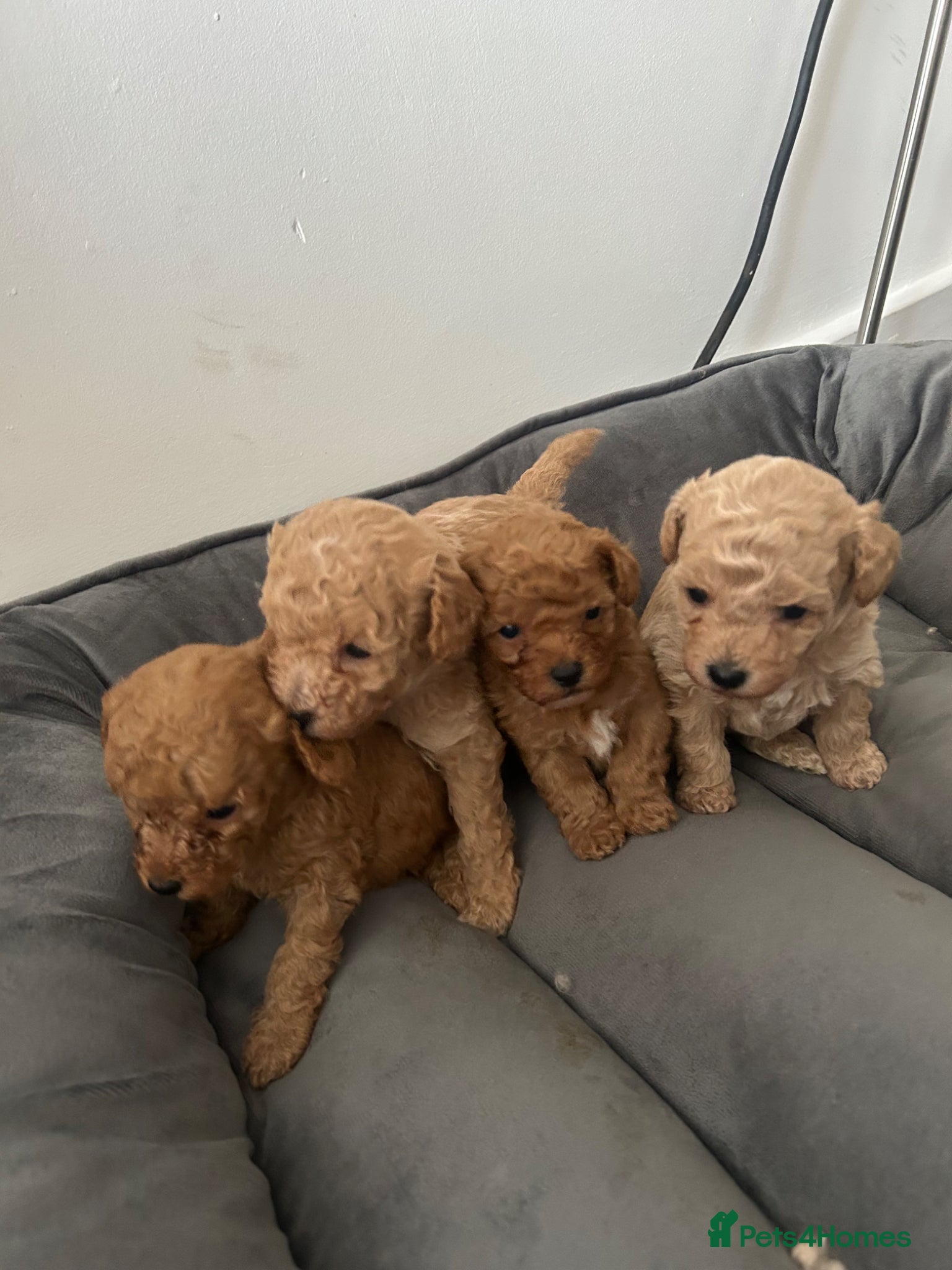 Poochon dogs Poochon - Advert 9