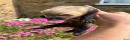Ferret rodents for sale: Ferret kits  - Advert 10