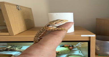 Bearded Dragon reptiles - Advert 3