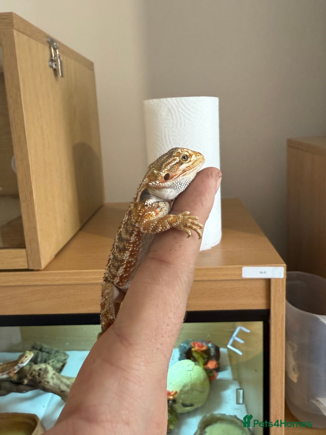 Bearded Dragon reptiles for sale: PAYDAY SPECIAL 🦎❤️🔥 BABY DRAGON 🦎❤️🔥 £150 - Image 3