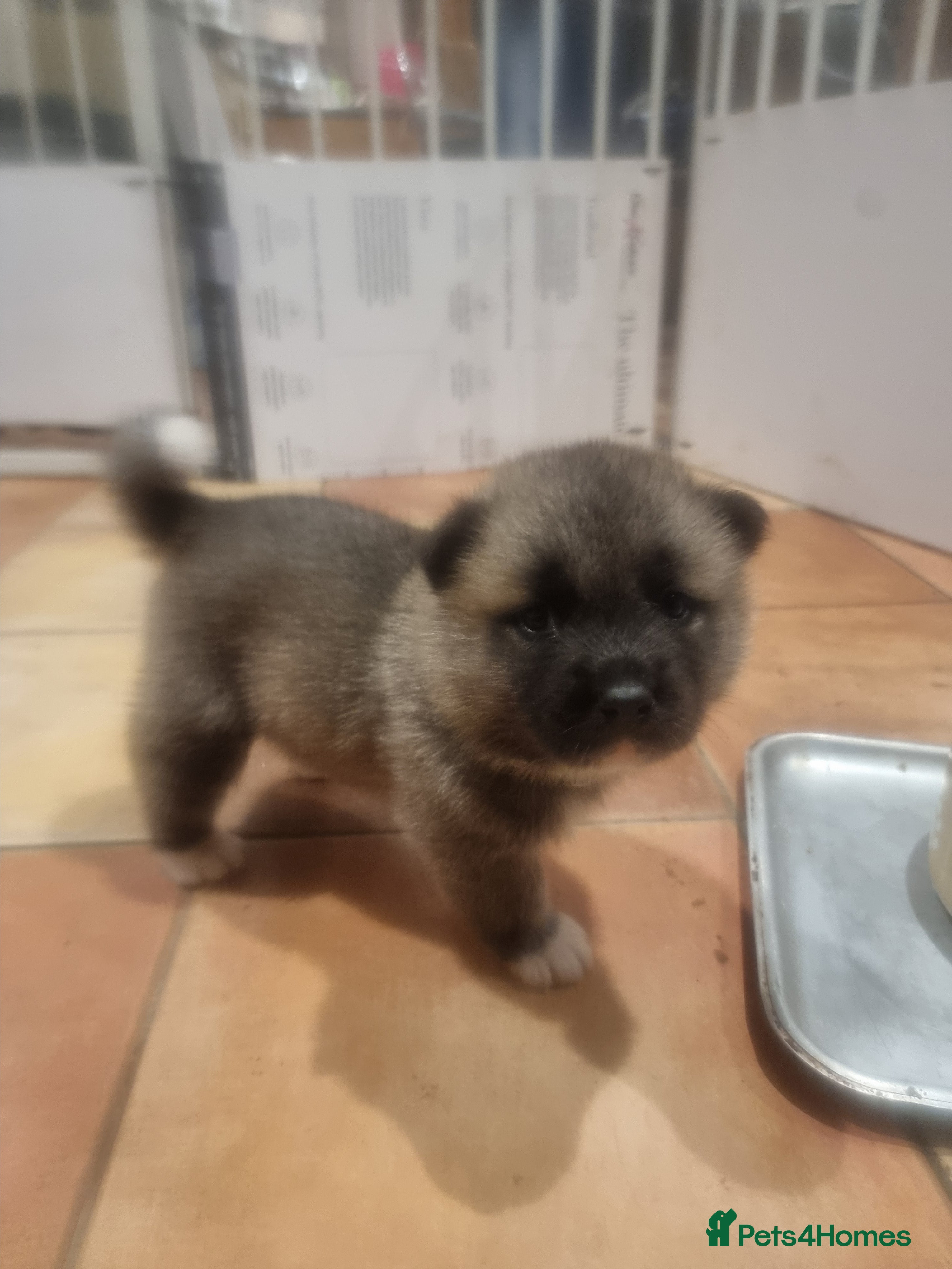 Akita dogs Akita Male puppies ready 7th December - Advert 4