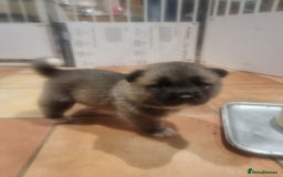 Akita dogs for sale: Akita puppies ready 7th December - Advert 6
