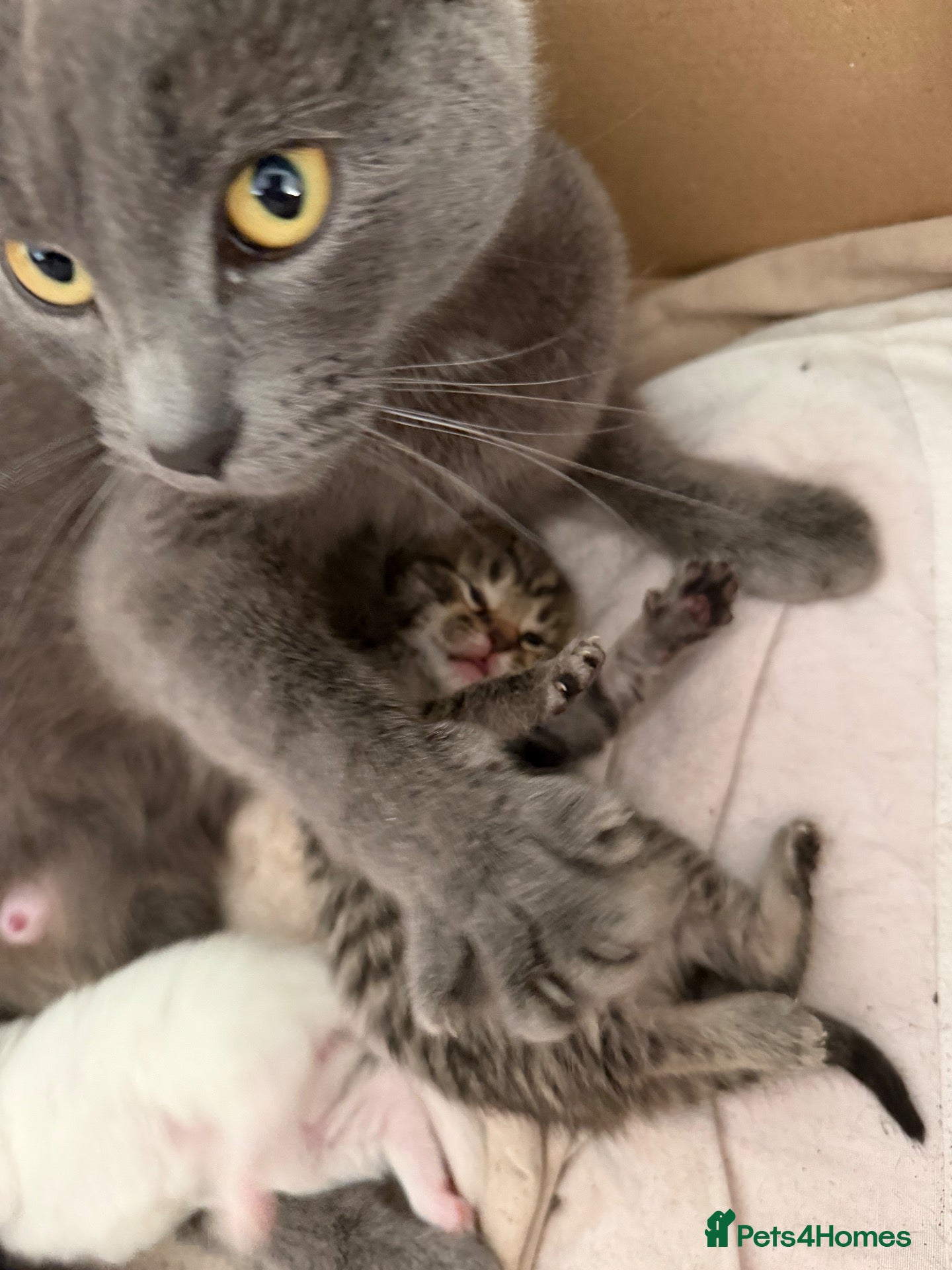 Ragdoll cats Russian blue x ragdoll kitten  - Advert 14