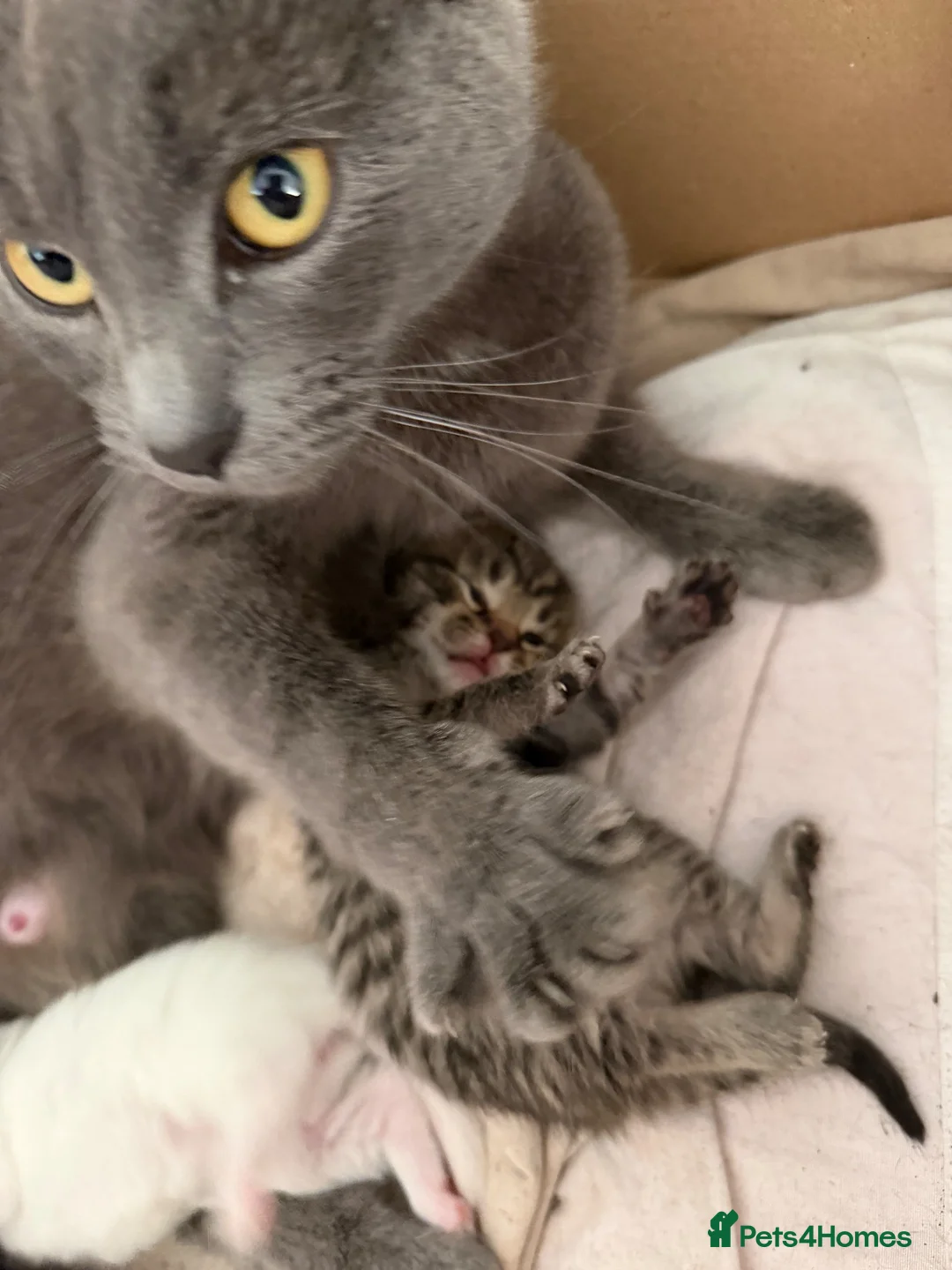 Ragdoll cats for sale: Russian blue x ragdoll kitten  - Advert 1