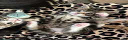 Mixed Breed cats for sale: Beautiful tabby kittens for sale - Advert 5