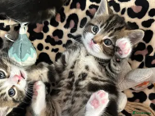 Mixed Breed cats Beautiful tabby kittens for sale - Advert 7
