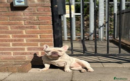 French Bulldog dogs for sale: White Frenchie for Adoption  - Image 2