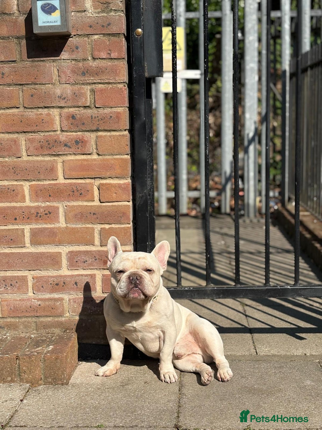 French Bulldog dogs for sale: White Frenchie for Adoption  - Image 2
