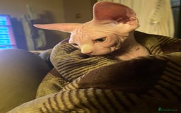 Sphynx cats for sale: Blue/Mink baby boy available  - Image 6