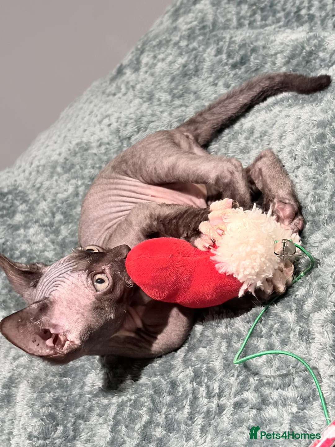 Sphynx cats for sale: Spynx kitten for sale  - Advert 11