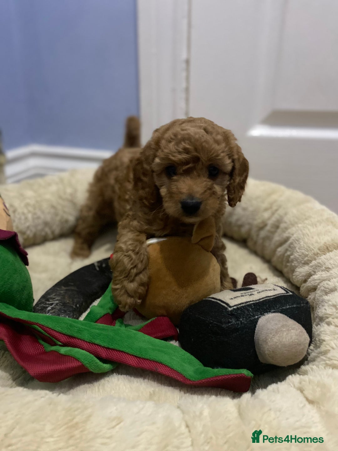 Cockapoo dogs for sale: ADD UPTO DATEREAD IN FULL  - Advert 18