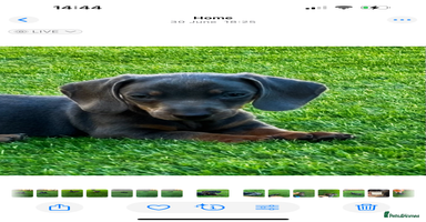 Miniature Dachshund dogs - Advert 15