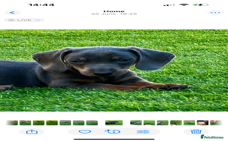 Miniature Dachshund dogs - Advert 1
