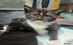 Mixed Breed cats for sale: Ragdoll cross - Image 6