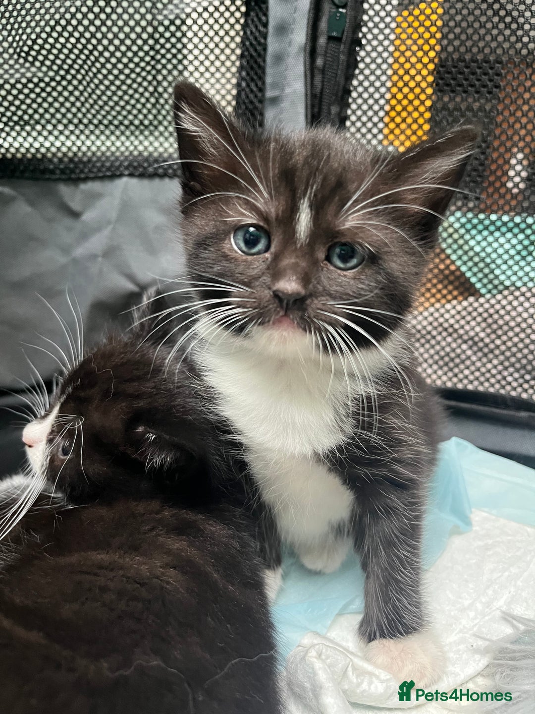 Mixed Breed cats for sale: Ragdoll cross - Image 6