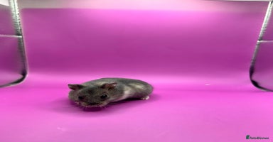 Hamster rodents - Advert 11