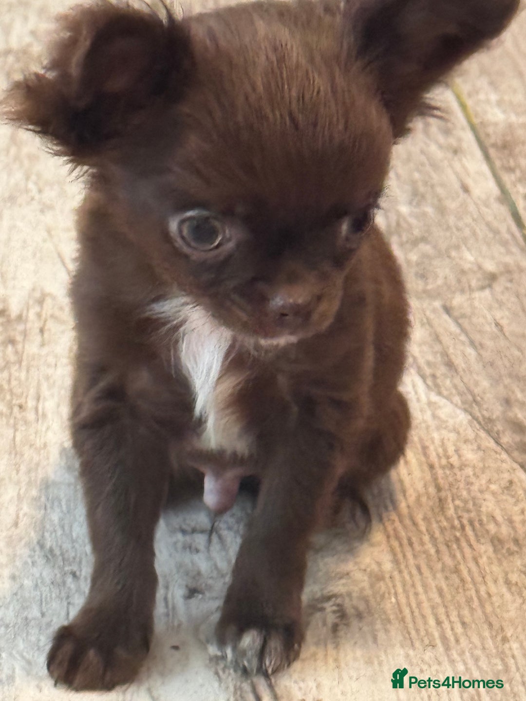 Chihuahua dogs for sale: KC REG TINY  CHIHUAHUAS  in Airdrie - Image 2