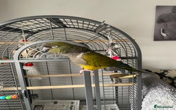 Parrots birds for sale: Patagonian conure - Image 2
