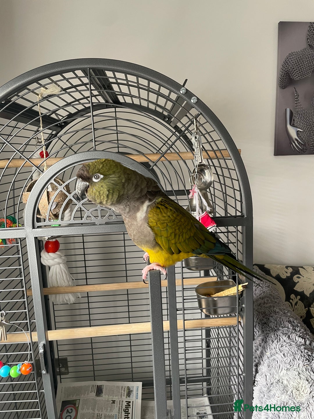 Parrots birds for sale: Patagonian conure - Image 2