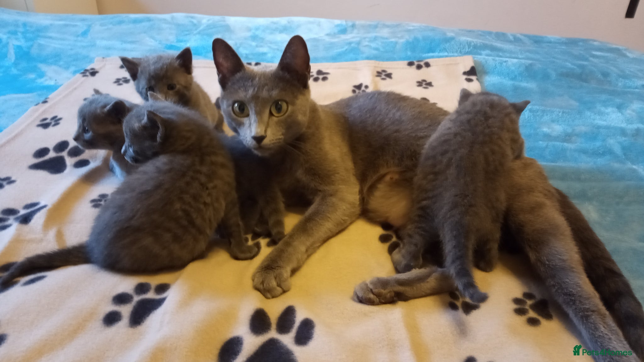 Russian Blue cats Russian Blue kitten for sale - ONE Girl left - Advert 1