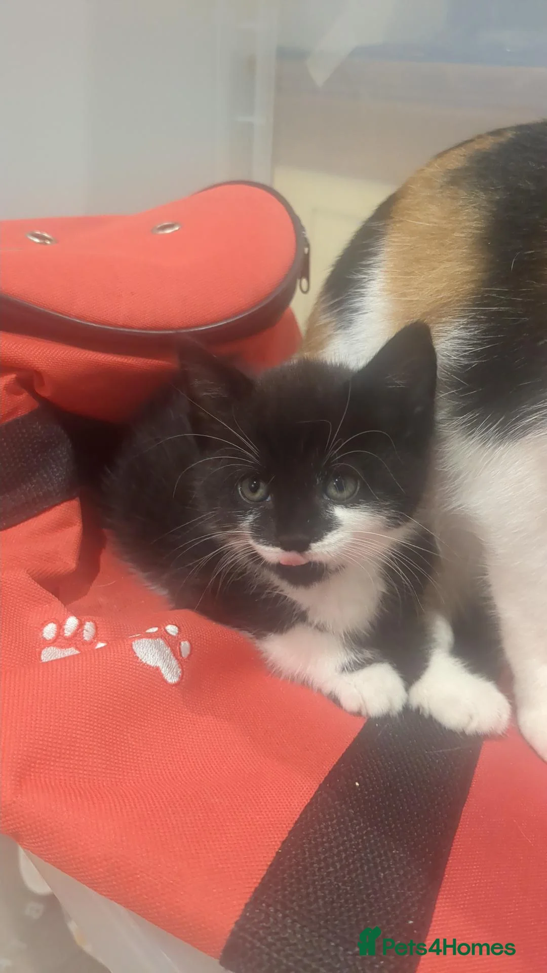 British Shorthair cats for sale: Last kitten - Advert 4