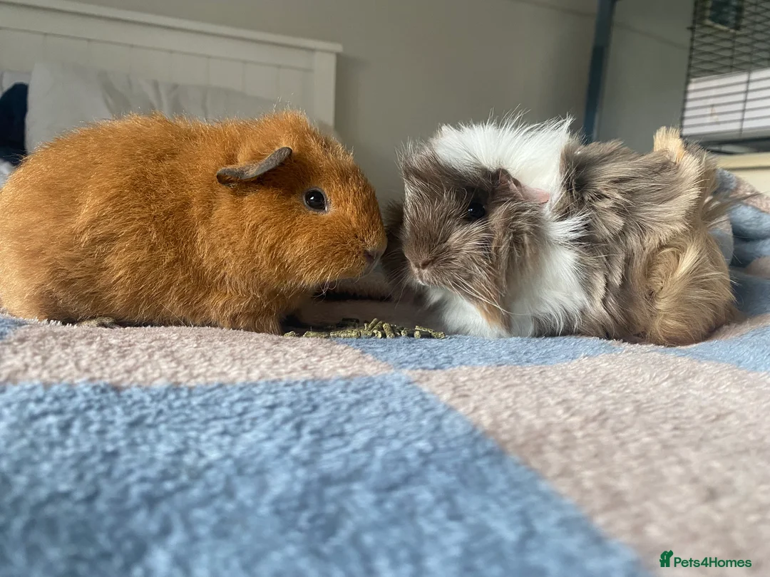 Guinea Pig rodents for sale: Bonded pair male Guinea pigs  - Advert 1