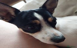Mixed Breed dogs for sale: Lucy Jackchi  - Image 1