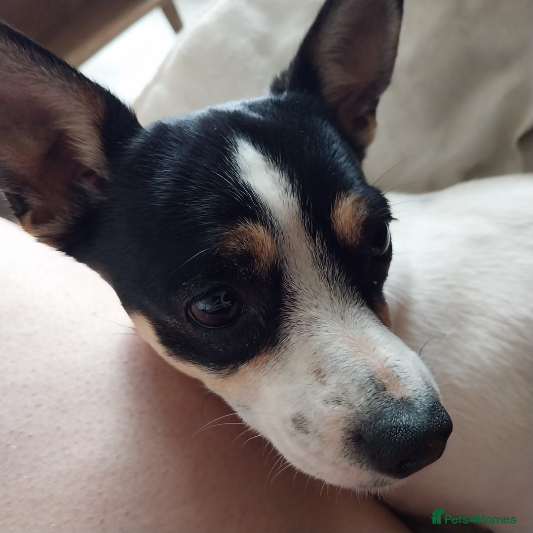Mixed Breed dogs for sale: Lucy Jackchi  - Image 1