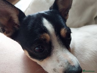 Mixed Breed dogs - Advert 13