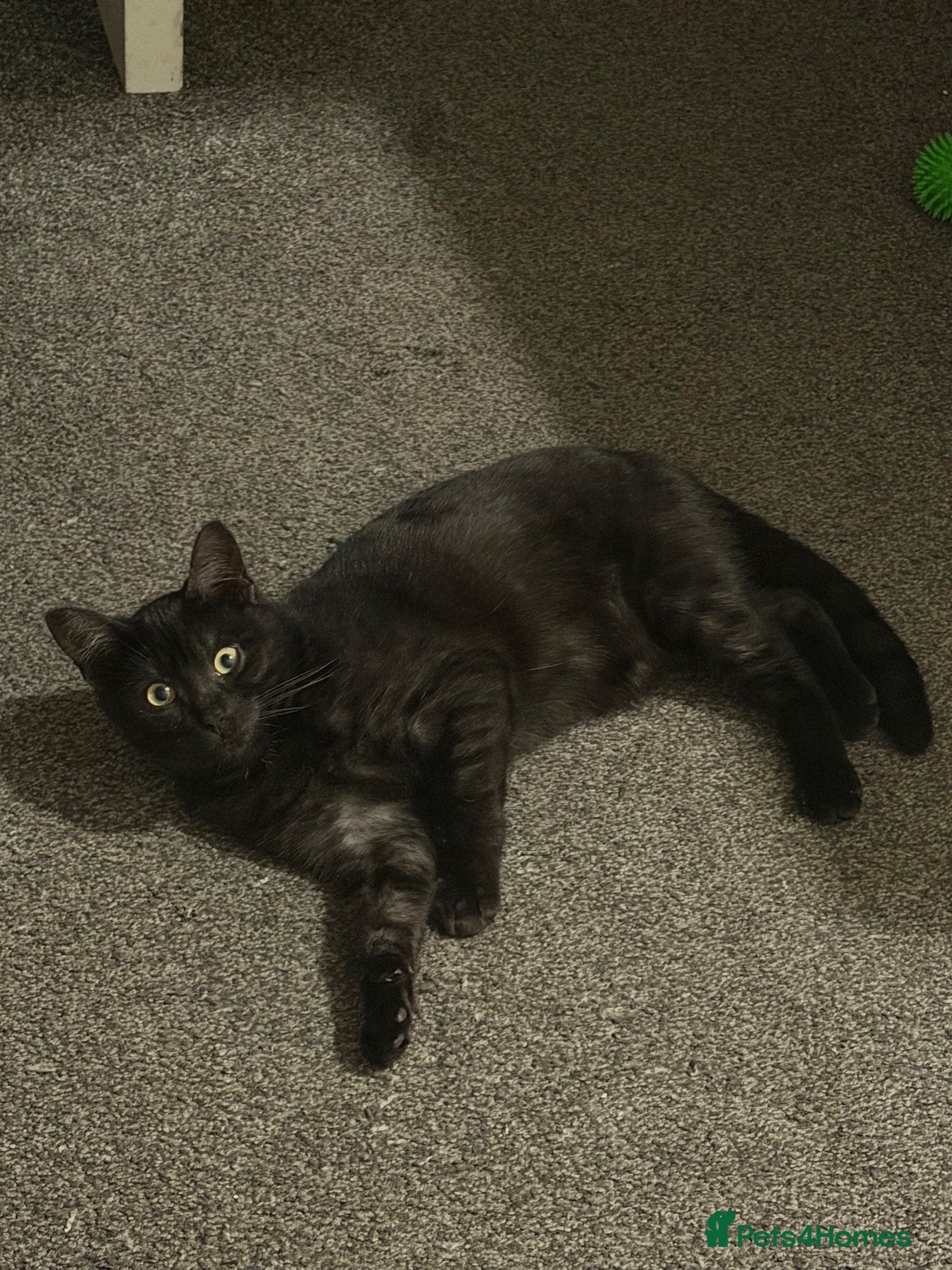 Mixed Breed cats black  - Advert 2