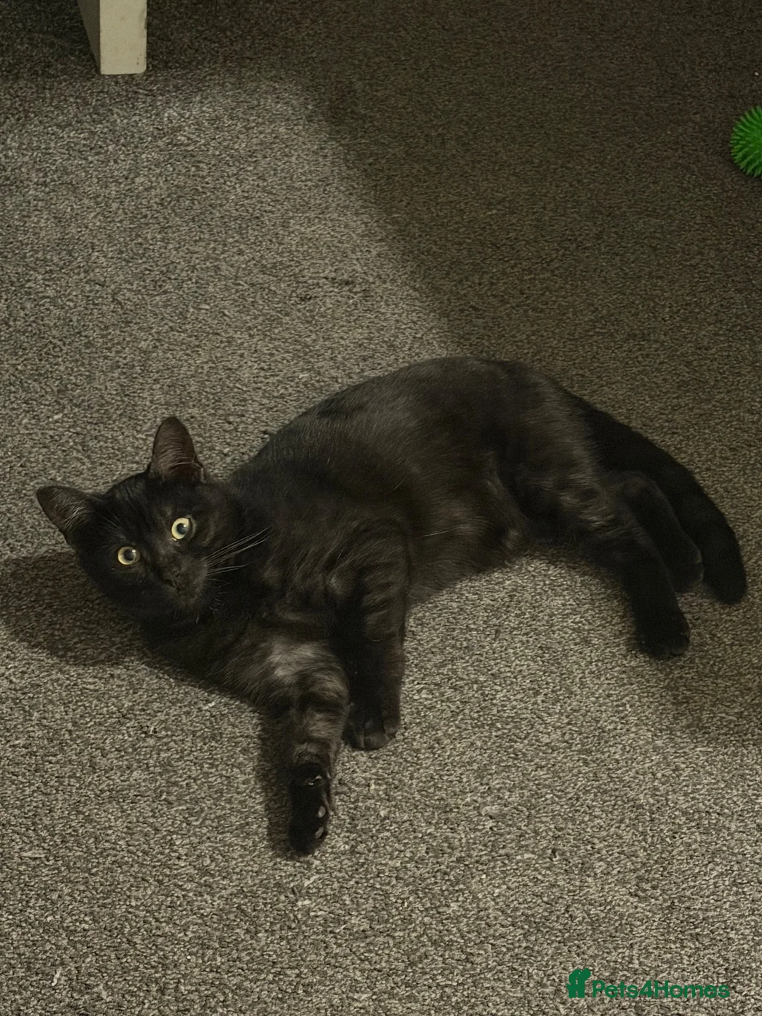 Mixed Breed cats for sale: black  - Advert 1